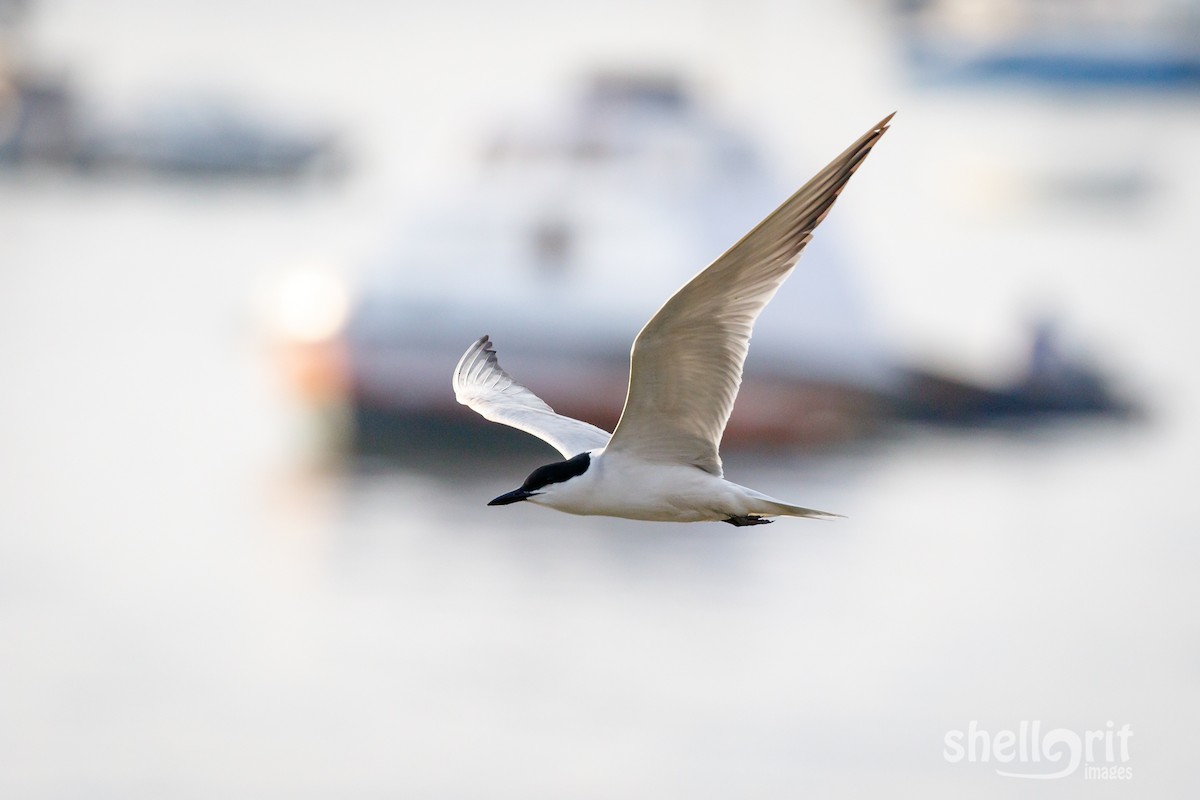 Gull-billed Tern - Luke Shelley