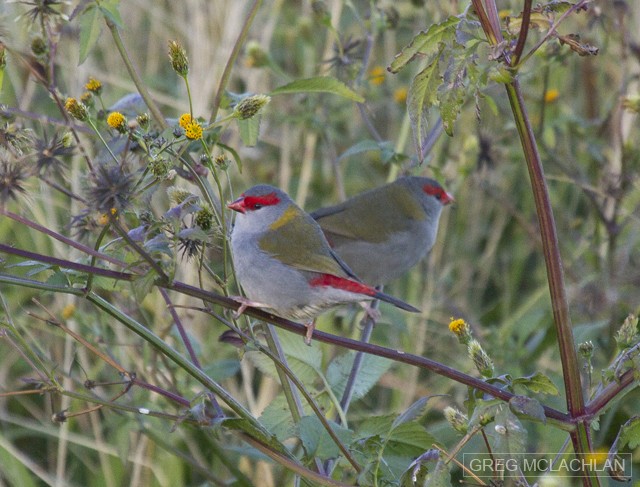 Red-browed Firetail - Greg McLachlan