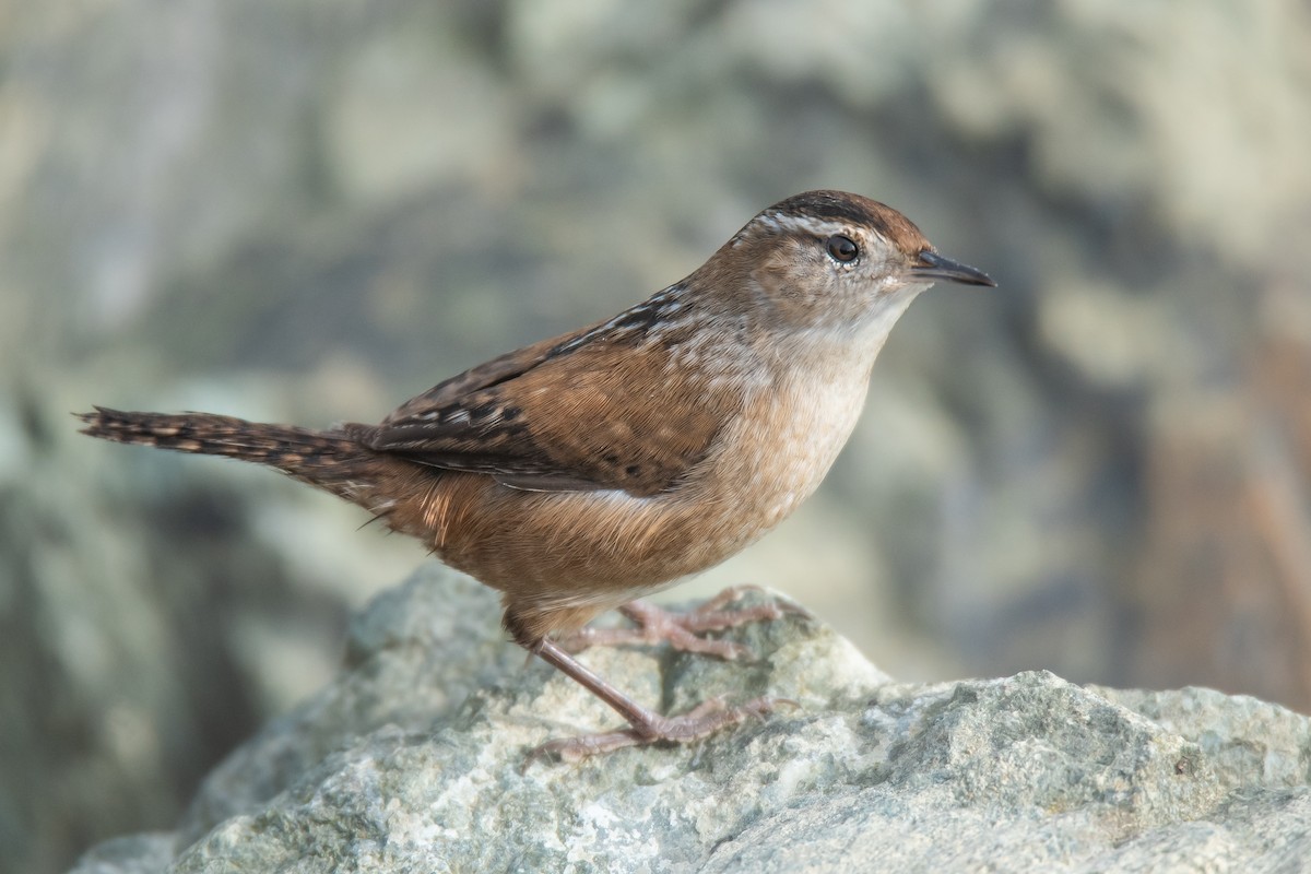 Saltapared Pantanero (grupo paludicola) - eBird