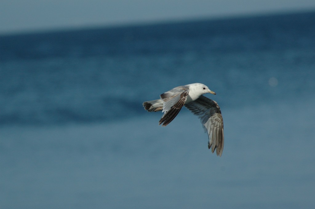 Common Gull (European) - Kalle Rainio