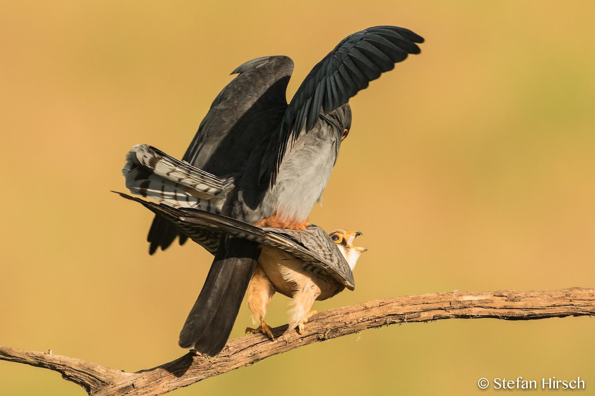 Red-footed Falcon - ML62727361