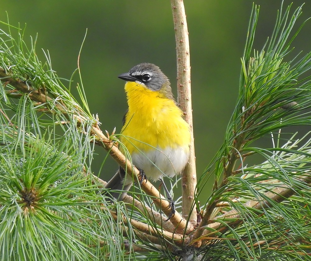 Yellow-breasted Chat - ML62727801