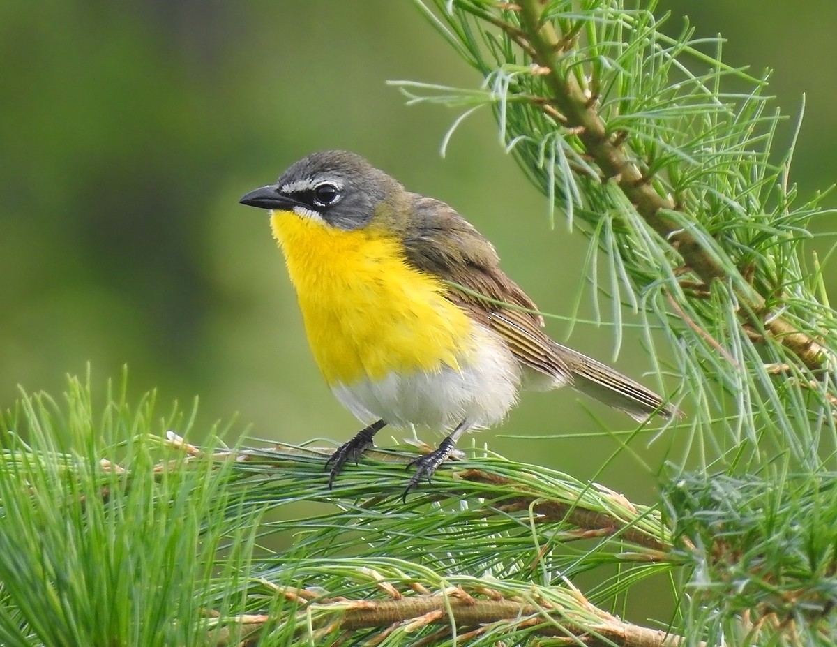 Yellow-breasted Chat - ML62727811