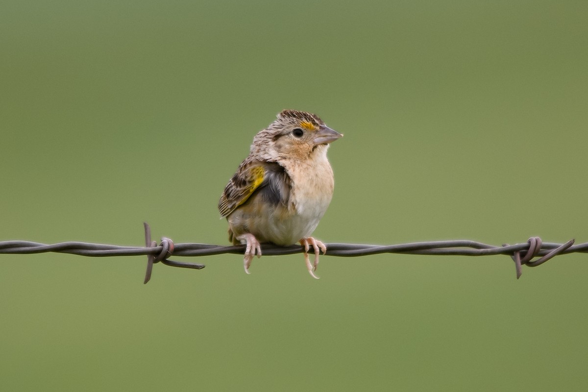 Grasshopper Sparrow - ML62728451