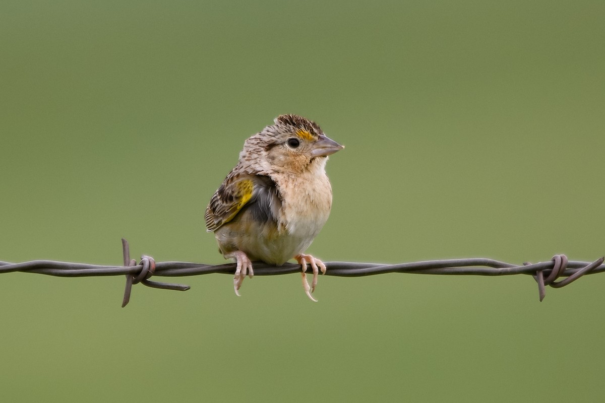 Grasshopper Sparrow - ML62728461
