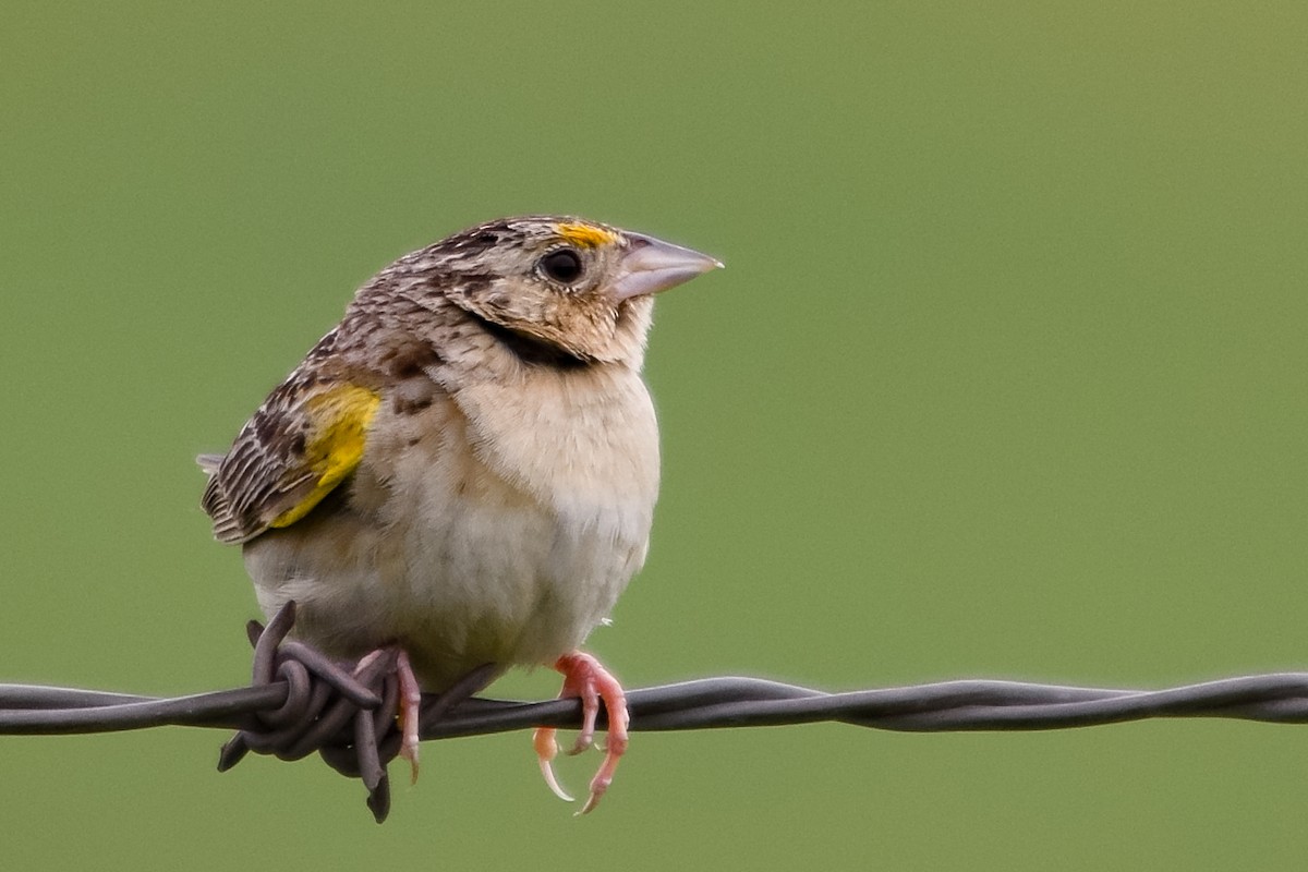 Grasshopper Sparrow - ML62728531