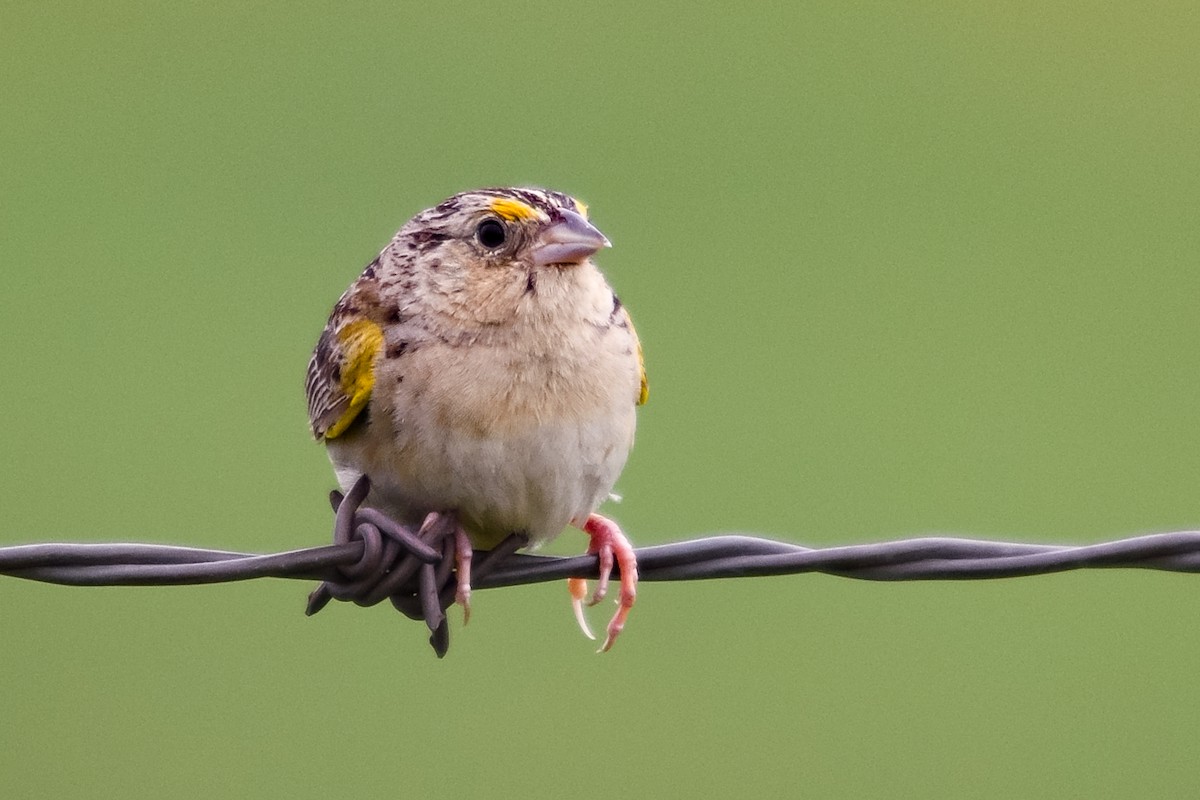 Grasshopper Sparrow - ML62728541