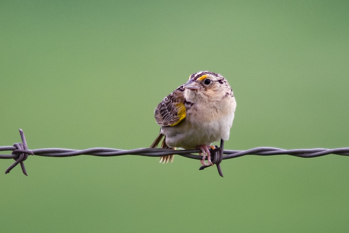Grasshopper Sparrow - ML62728591