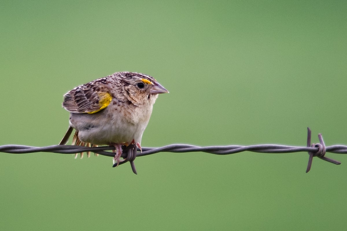 Grasshopper Sparrow - RaDel Hinckley