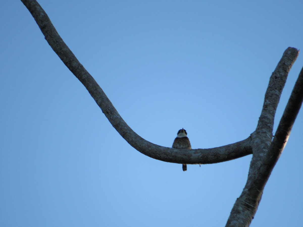 Brown-banded Puffbird - Vinny Pellegrino