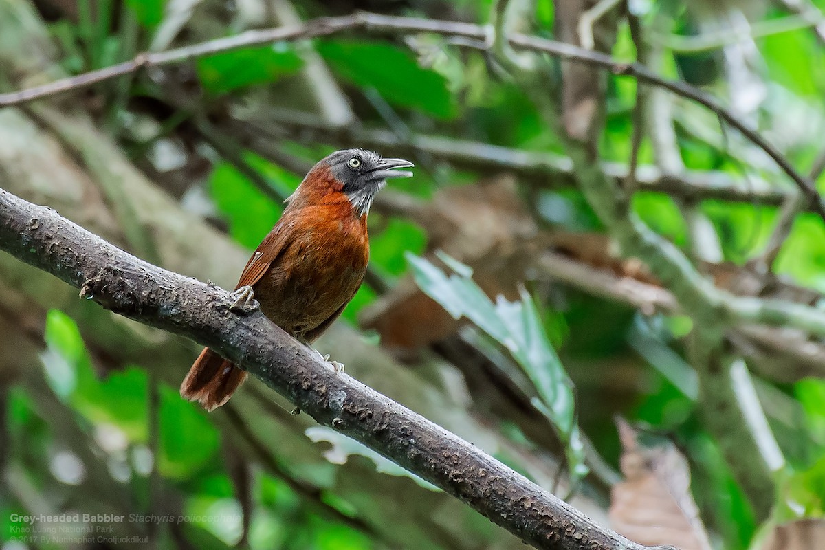 Gray-headed Babbler - Natthaphat Chotjuckdikul