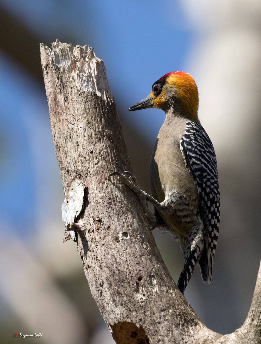 Golden-cheeked Woodpecker - ML62735411