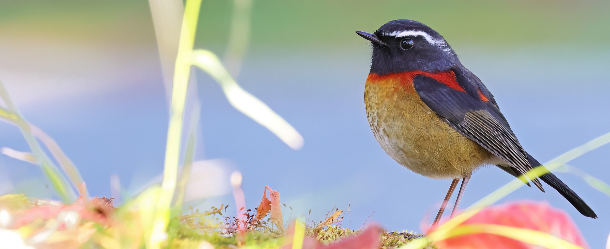 Collared Bush-Robin