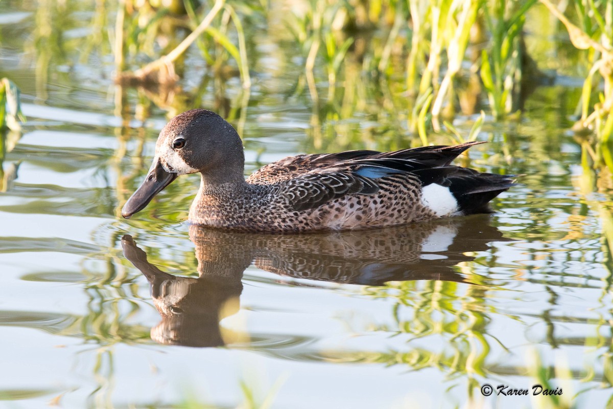 Blue-winged Teal - ML62736651