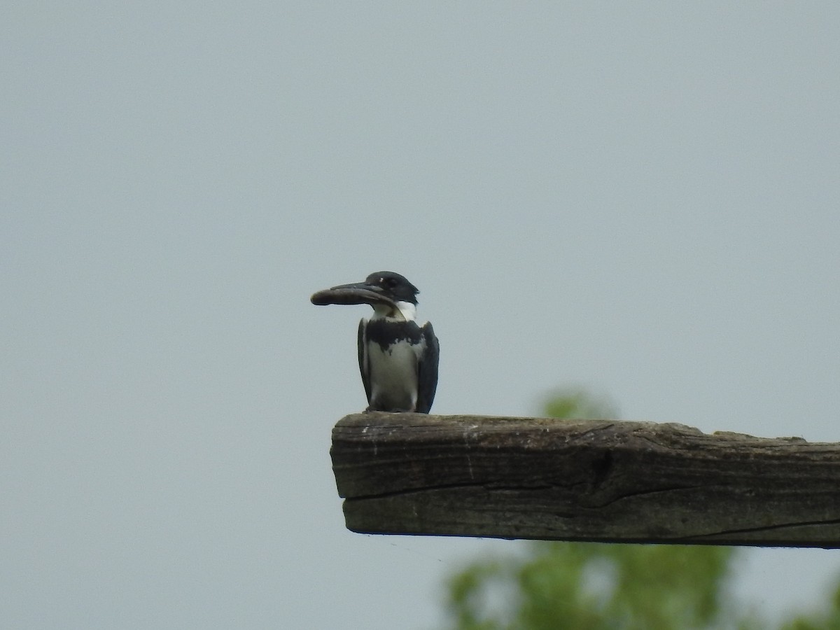 Belted Kingfisher - Mike Thelen