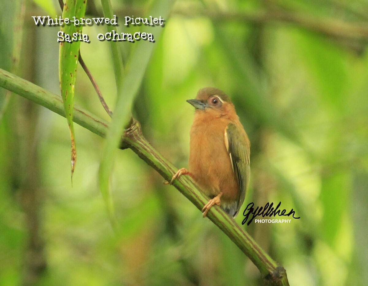White-browed Piculet - ML62737061