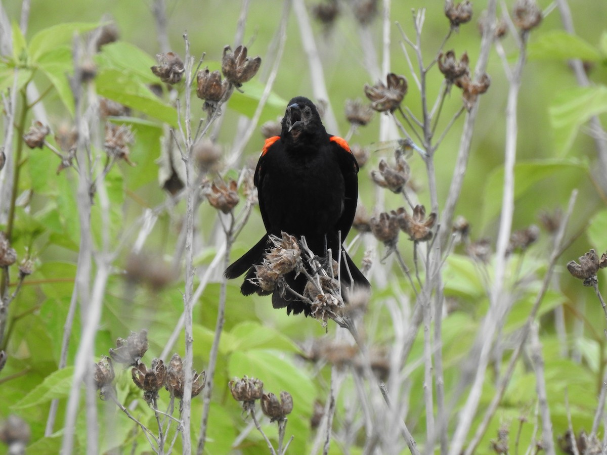 Red-winged Blackbird - Mike Thelen