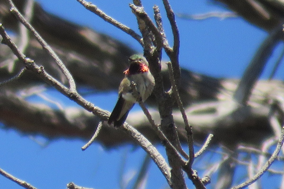 Broad-tailed Hummingbird - Robert Bochenek