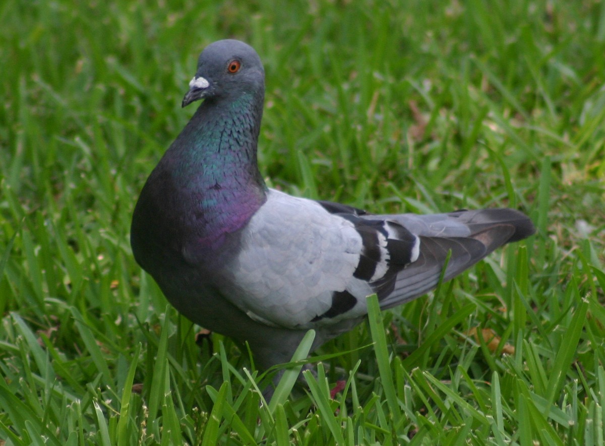 Rock Pigeon (Feral Pigeon) - ML62738211