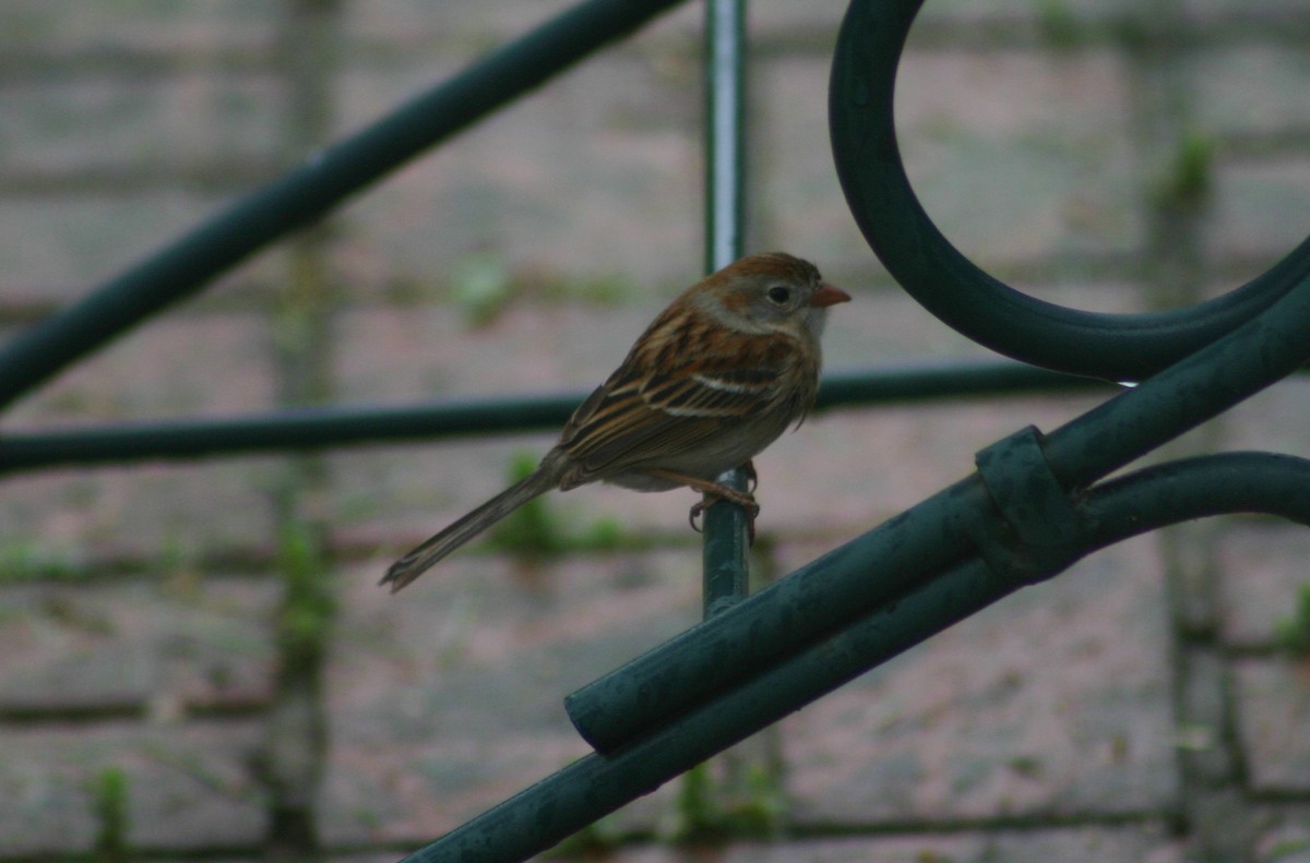 Field Sparrow - ML62739361
