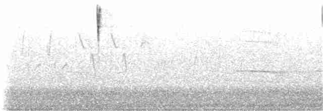 strnadec zpěvný (ssp. melodia/atlantica) - ML62740321