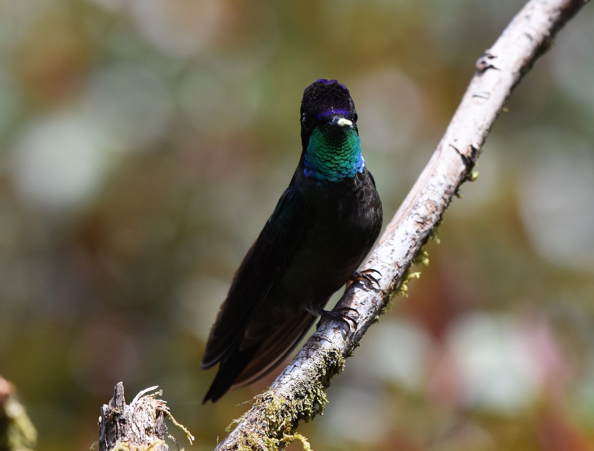 Talamanca Hummingbird - Chris Rohrer