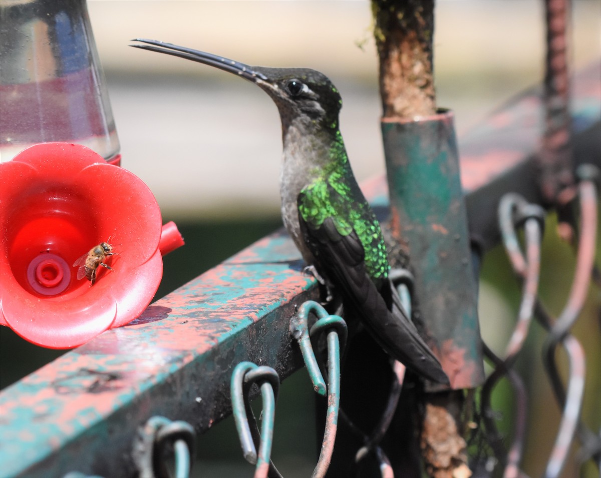Talamanca Hummingbird - Chris Rohrer