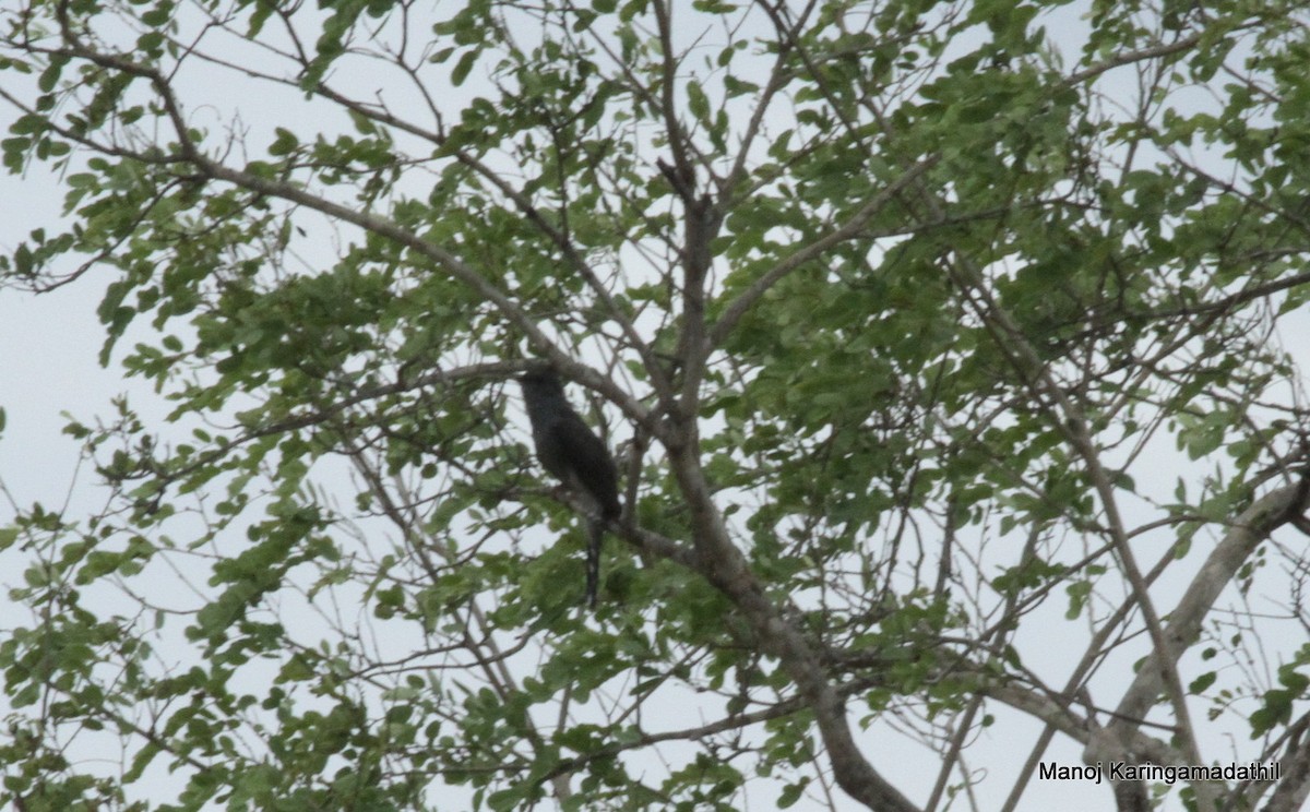 Gray-bellied Cuckoo - Manoj Karingamadathil