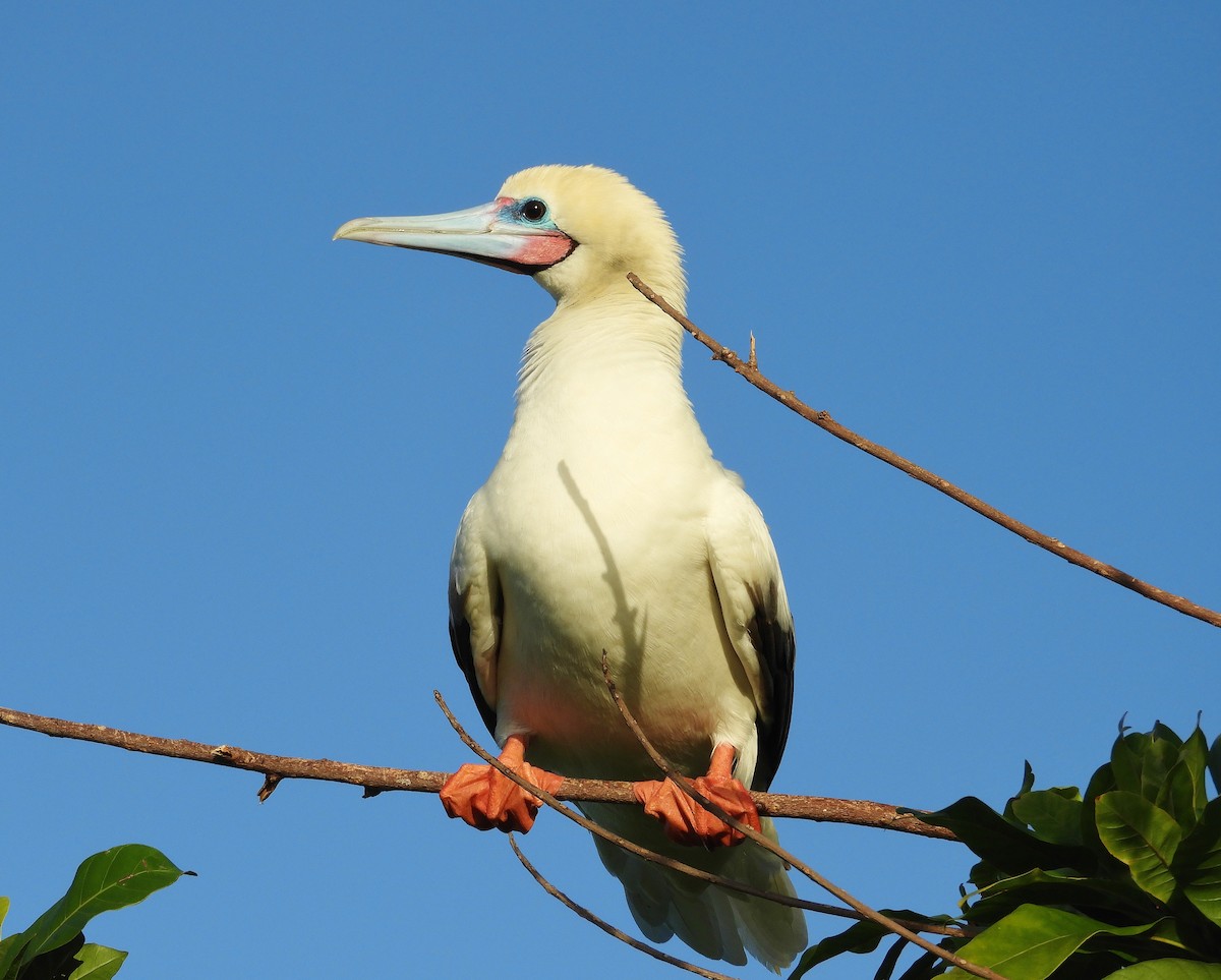 Red-footed Booby - brendan galvin