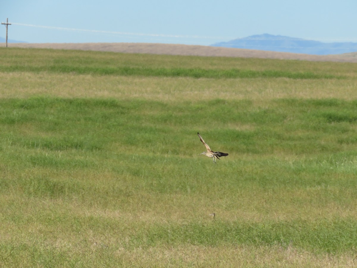 Long-billed Curlew - Ben Bright