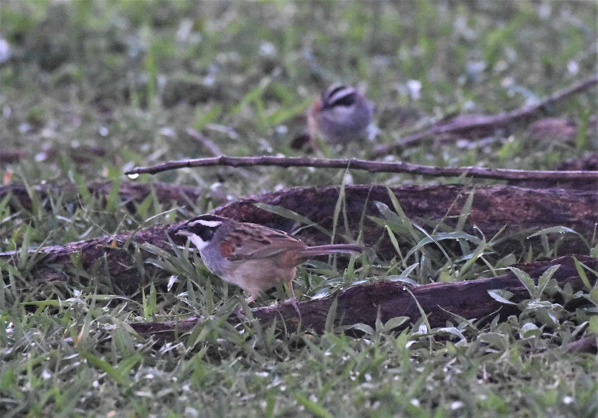 Stripe-headed Sparrow - ML62746551