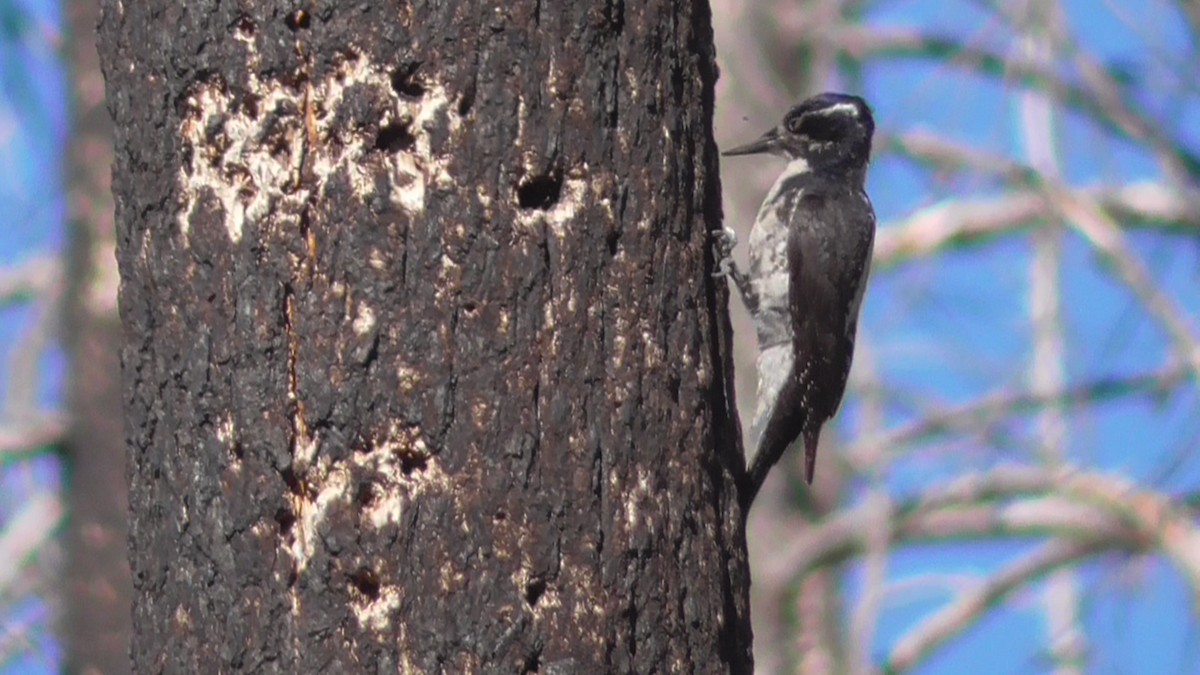 American Three-toed Woodpecker - Bernard Morris