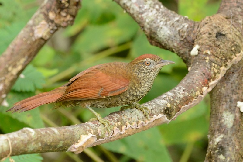 Scaled Spinetail - ML62748521
