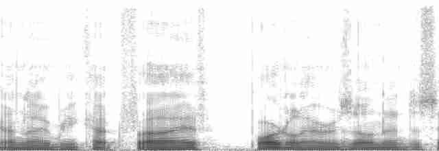 Palamut Ağaçkakanı [formicivorus grubu] - ML62753