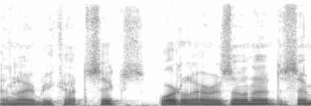 Гіла чорновола [група formicivorus] - ML62754
