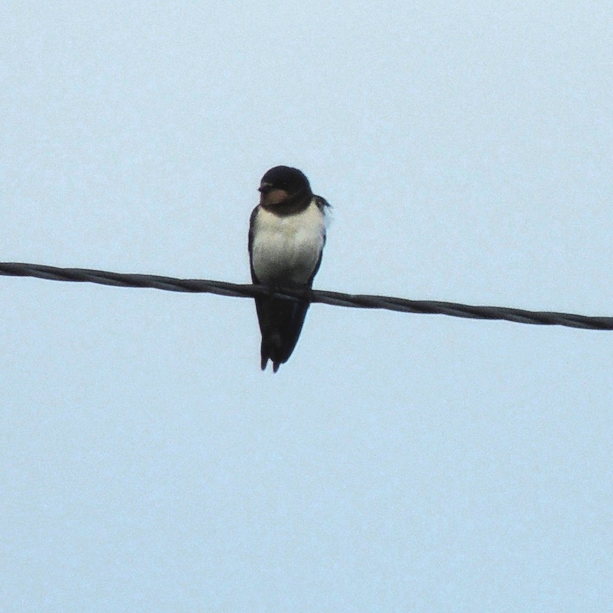 Barn Swallow (White-bellied) - ML62755771