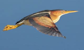  - Least Bittern