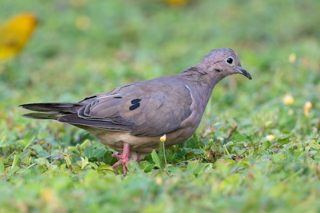 Eared Dove