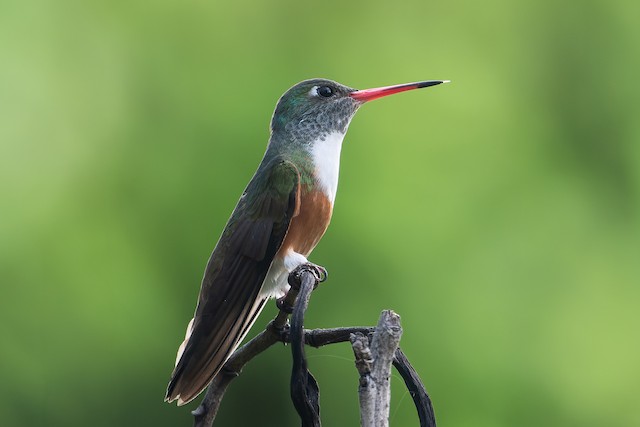 Amazilia Hummingbird