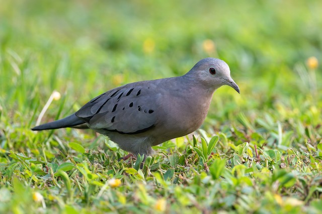 Ecuadorian Ground Dove