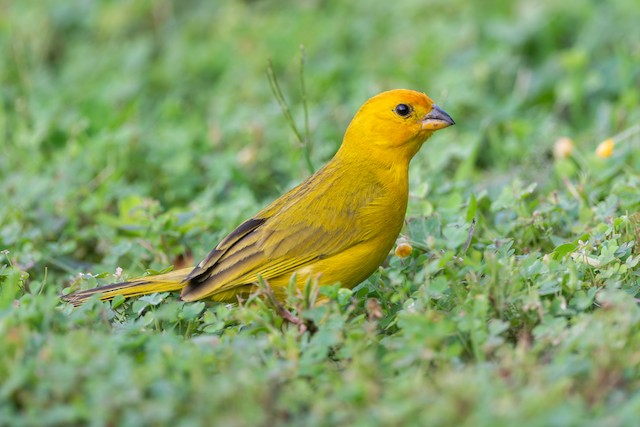 Saffron Finch