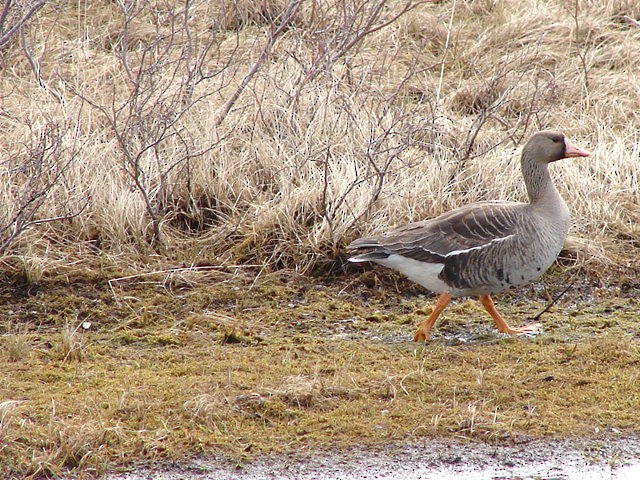 Greater White-fronted Goose - ML62761591