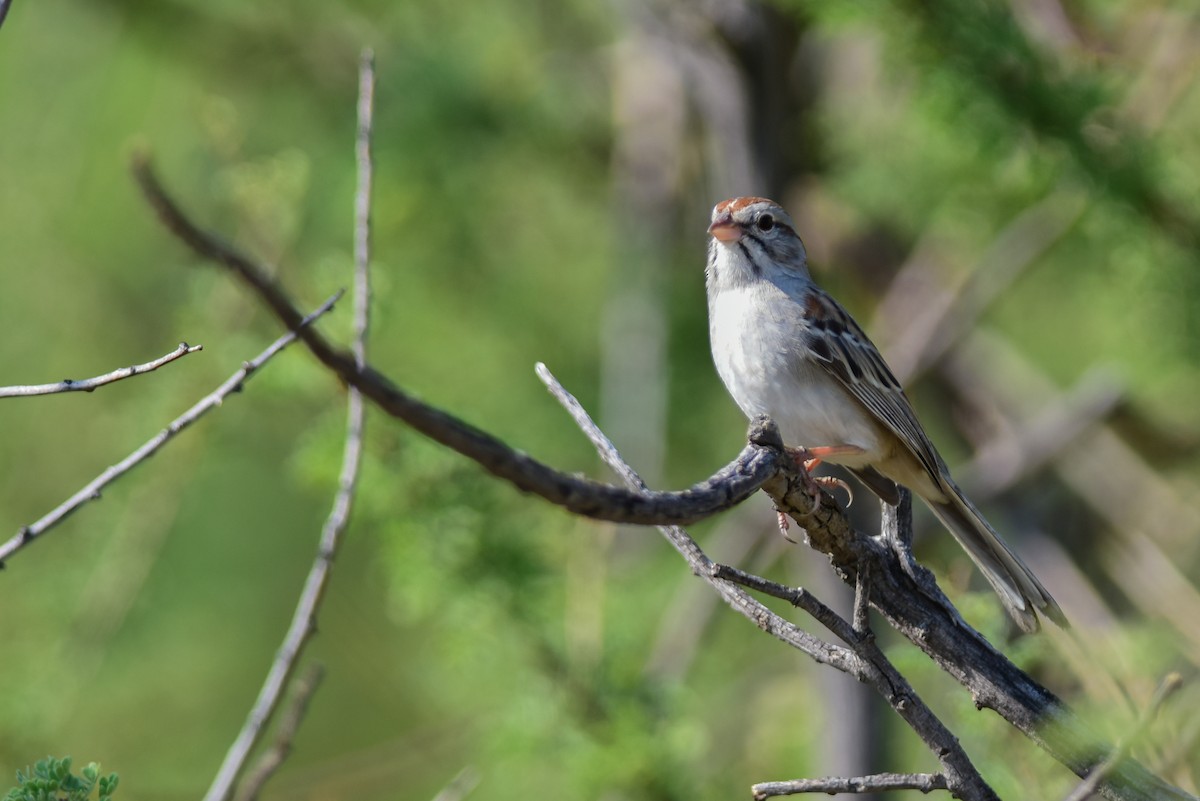 Rufous-winged Sparrow - ML62763071