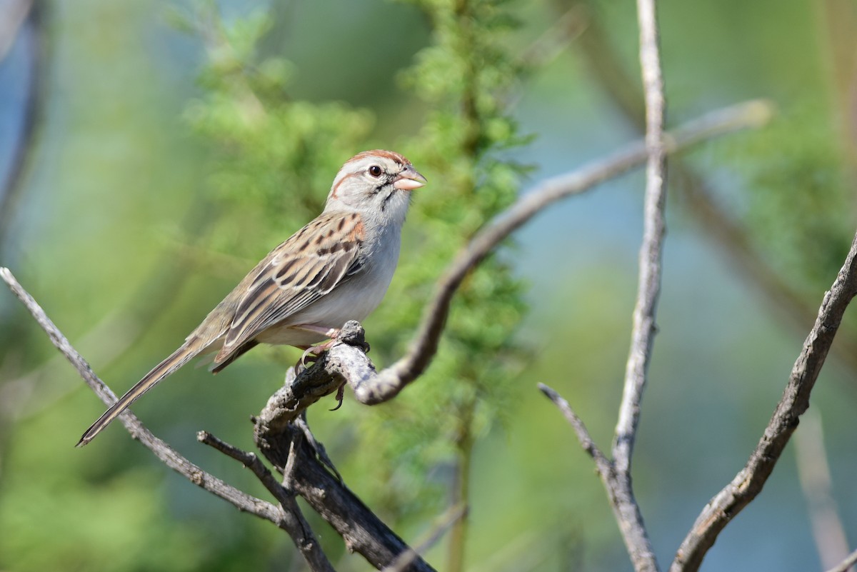 Rufous-winged Sparrow - ML62763151