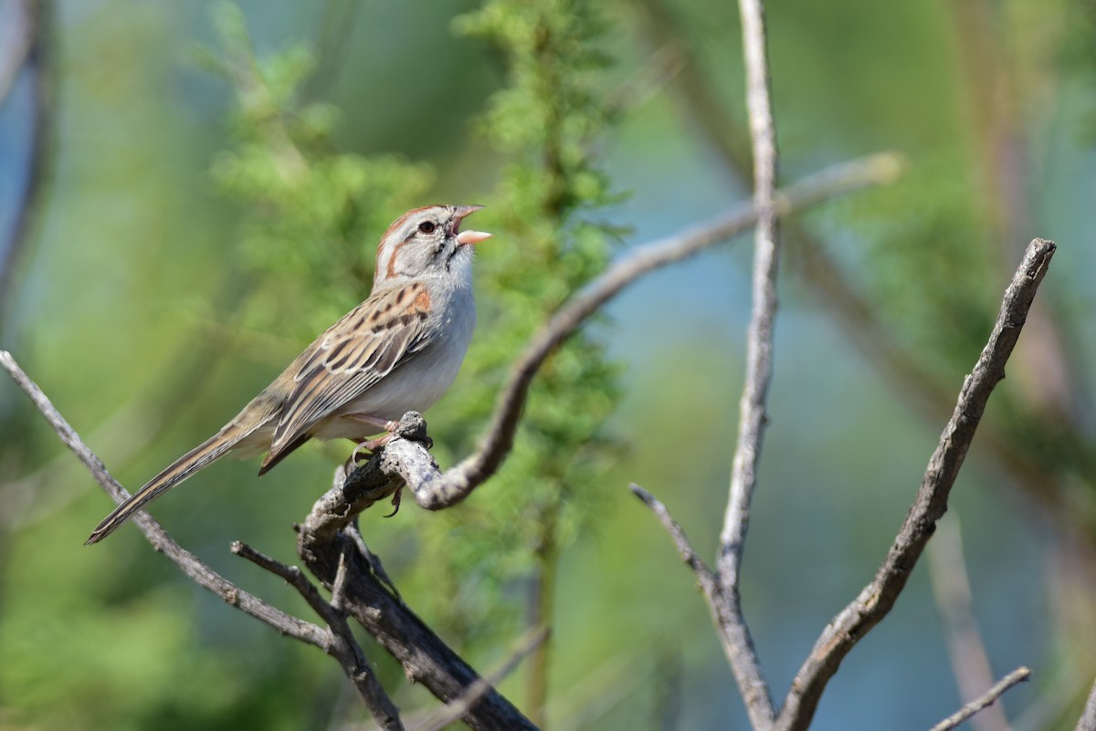 Rufous-winged Sparrow - Mike Charest