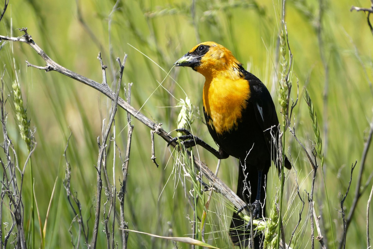 Yellow-headed Blackbird - Linn H