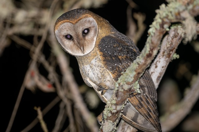 American Barn Owl