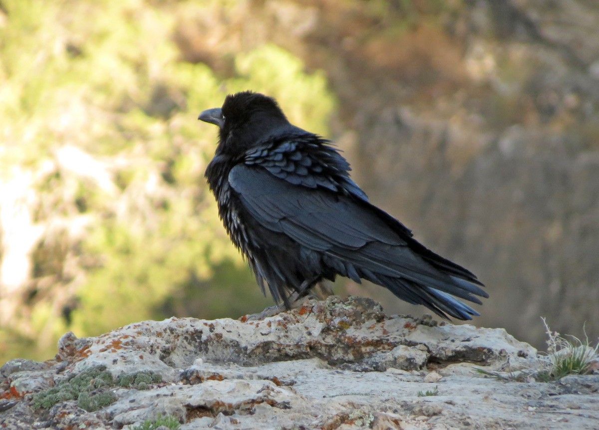 Common Raven - ML62765261