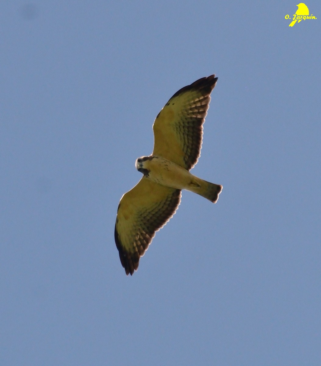 Short-tailed Hawk - ML62766741