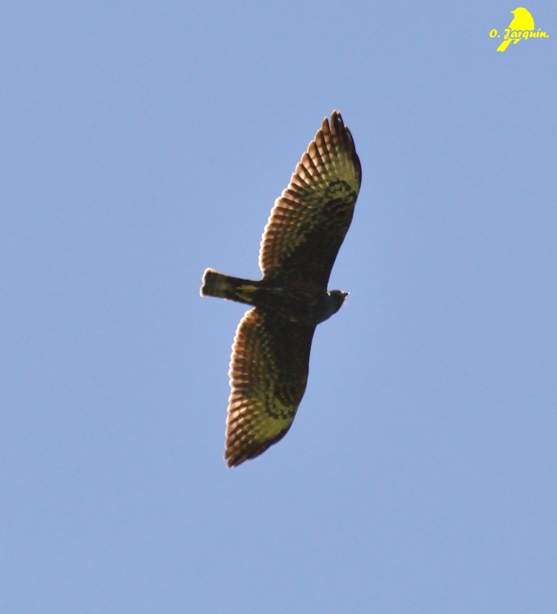 Short-tailed Hawk - ML62766751